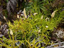 Lycopodium scariosum. Plants with characteristic yellow-green leaves produced in open habitats.
 Image: L.R. Perrie © Leon Perrie CC BY-NC 4.0